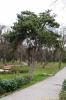 Pinus sylvestris